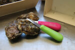 Oestermes zonder schild - Afbeelding 2