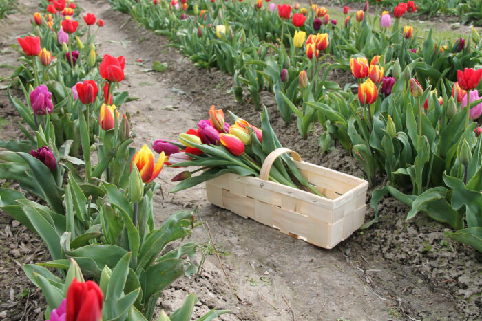 Een groot siepje is leuk als mandje voor bloemen